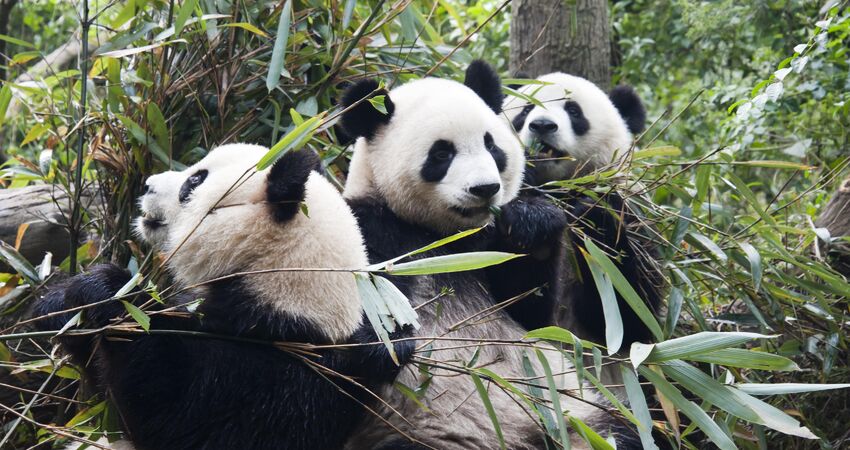 ÇİN'İN BÜYÜK ROTASI - CHENGDU & XIAN & PEKİN & CHONGQING